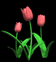 tulips_pink_md_blk.gif